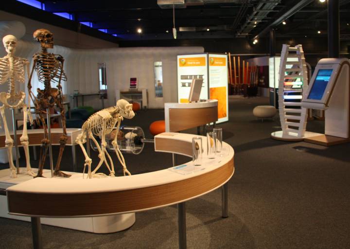 iDNA skeletons and J interactive exhibits.jpg